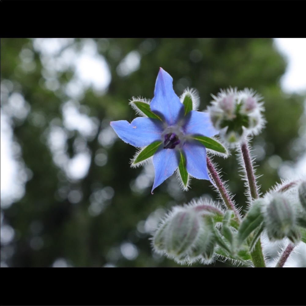 Borage : SEEDS